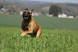 BULLMASTIFF 509